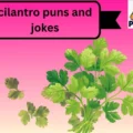 cilantro puns and jokes