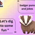 badger puns and jokes