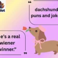 dachshund puns and jokes