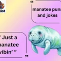 manatee puns and jokes