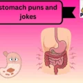 stomach puns and jokes