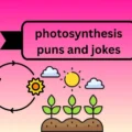 photosynthesis puns and jokes